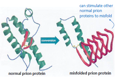 http://jonlieffmd.com/blog/is-a-prion-an-intelligent-protein (adapted)
