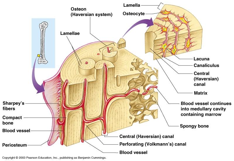 compact-bone-diagram-lacunae-bone-histology-general-overview-compact