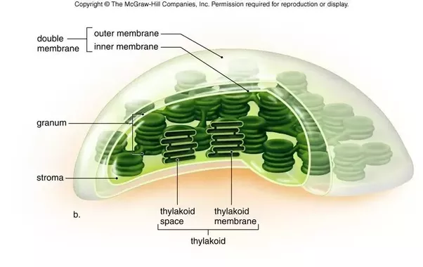 https://www.quora.com/What-are-the-similarities-and-differences-between-chloroplasts-and-mitochondria