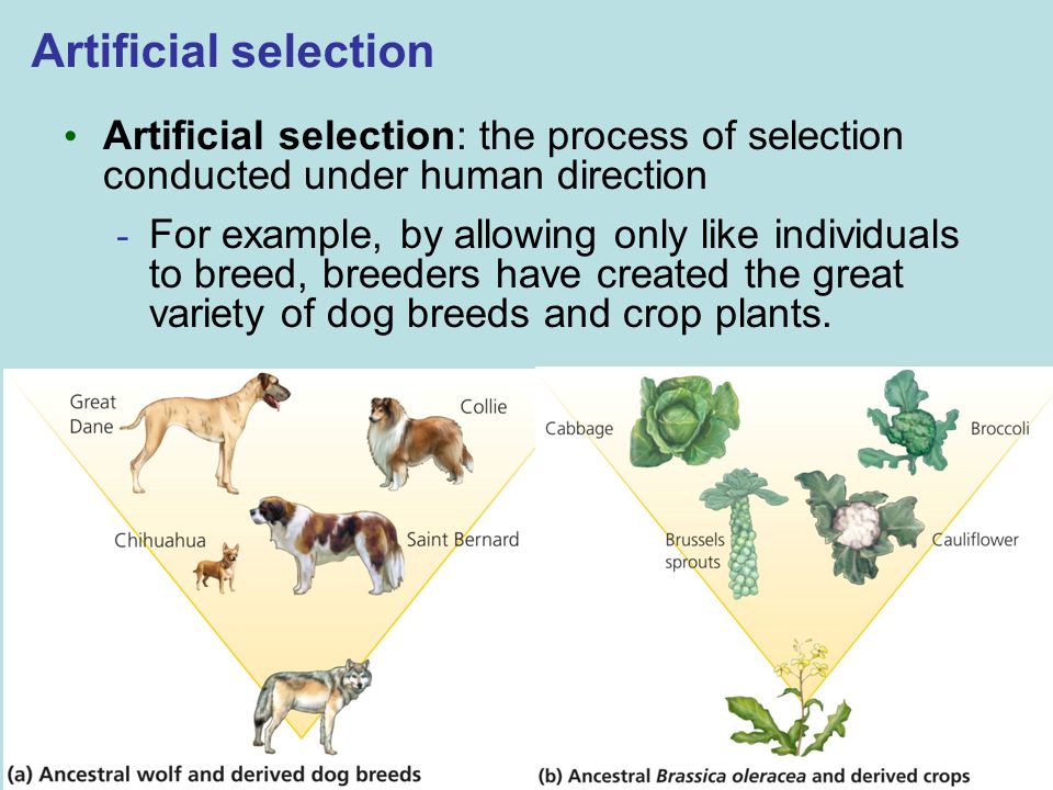 How is artificial selection different from natural selection? | Socratic