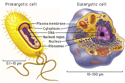 prokaryotic and eukaryotic cell structure