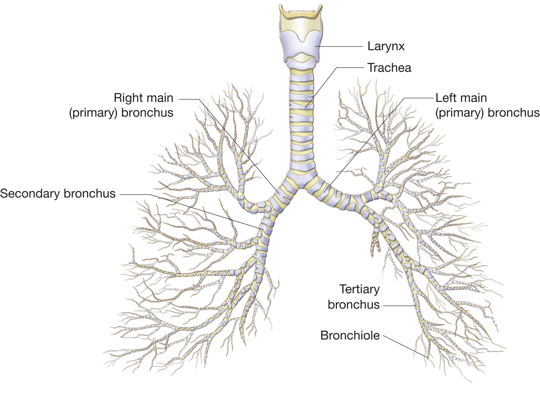 trachea bronchi and terminal bronchioles contribute to anatomic dead space