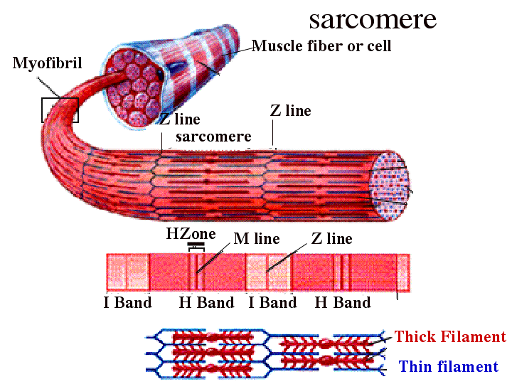 Which type of muscle fibers contain sarcomeres? | Socratic