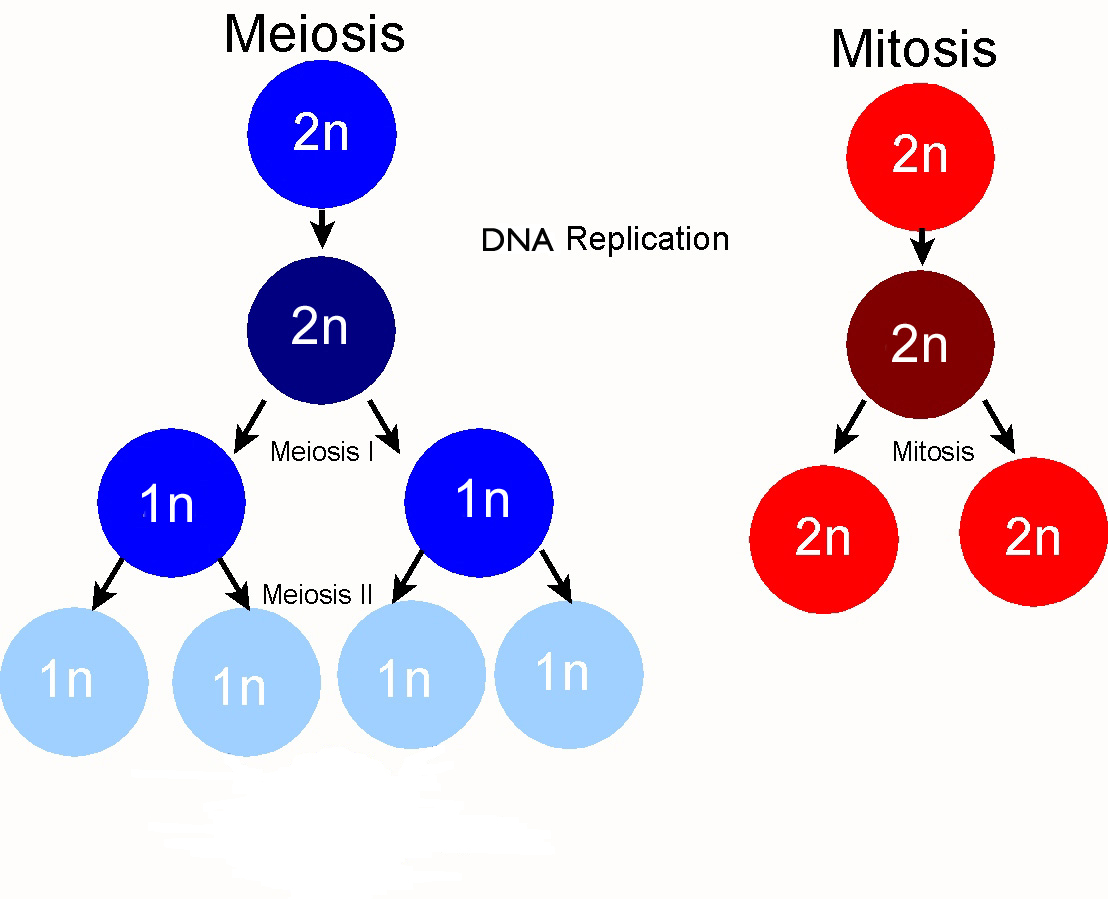 https://bio.rutgers.edu/~gb101/lab10_meiosis/meiosis_web/index10.html