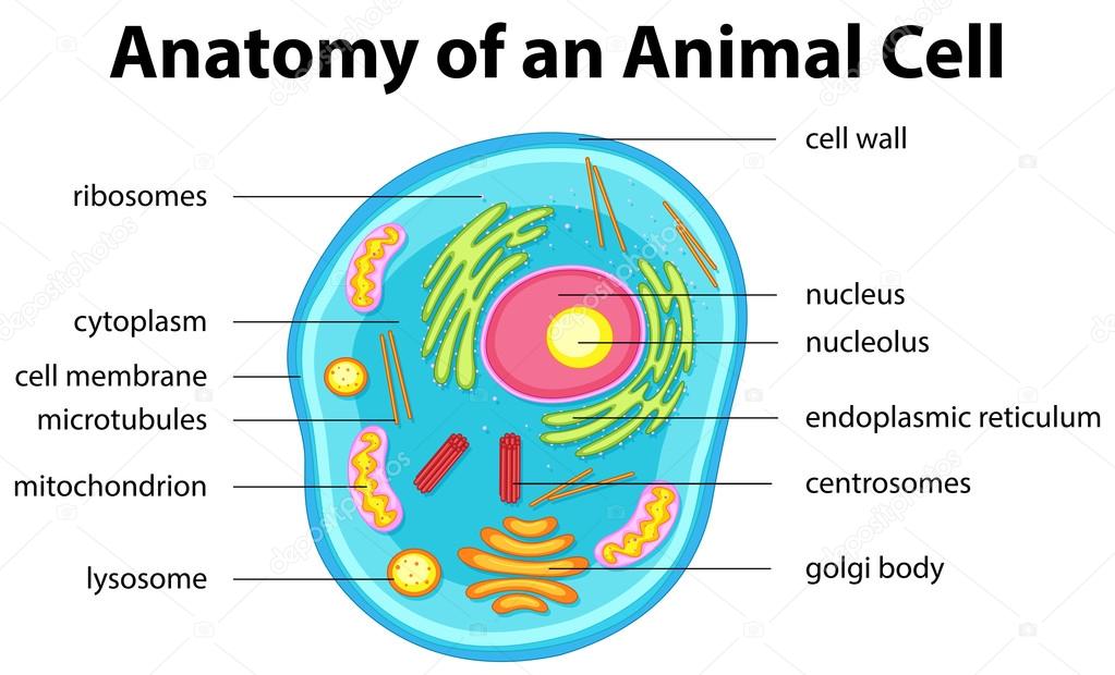 What do animal and plant cells have in common? | Socratic