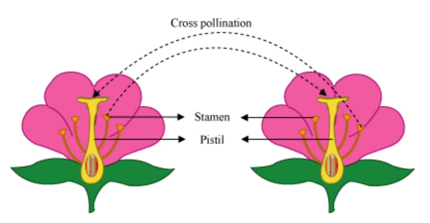 Briefly explain cross pollination and selfpollination, using