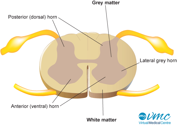 https://www.myvmc.com/anatomy/spinal-cord/