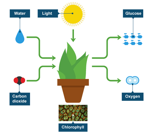 simple diagram of the oxygen cycle