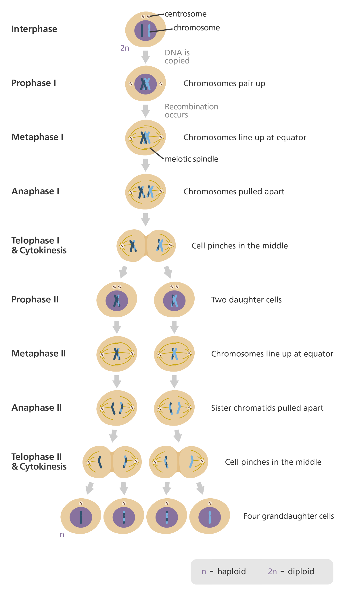 http://www.yourgenome.org/facts/what-is-meiosis
