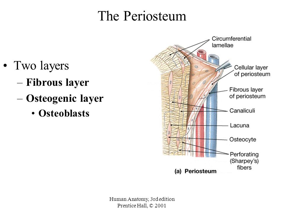 What is the periosteum? What is its function? | Socratic