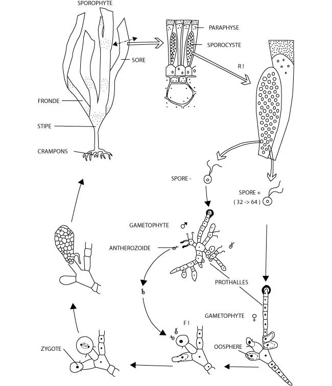 Схема ламинарии. Жизненный цикл ламинарии схема. Жизненный цикл бурых водорослей схема. Жизненный цикл ламинарии рисунок. Цикл развития бурых водорослей.