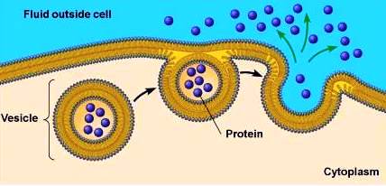 http://www.biologyexams4u.com/2012/06/membrane-transport-for-macromolecules.html#.Via73n6rTcs