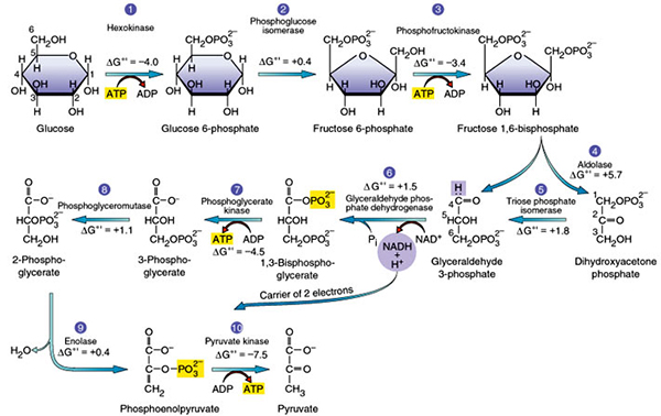 https://microbiologyinfo.com/glycolysis-10-steps-explained-steps-by-steps-with-diagram/