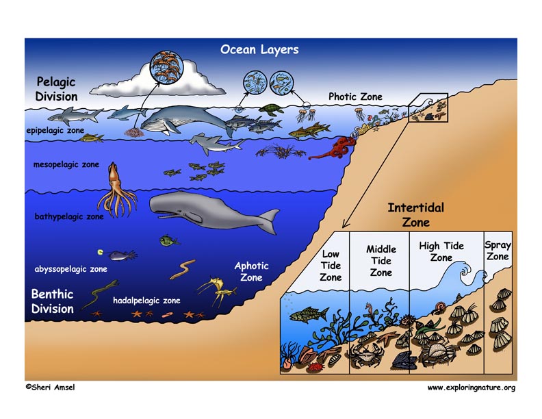 Ocean Life - Earth Science | Socratic