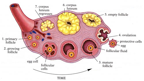 http://girlpowerinamm.blogspot.nl/2012/11/the-ovaries-reproduction-and-endocrine.html