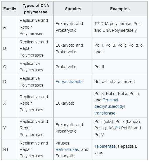 https://en.wikipedia.org/wiki/DNA_polymerase#Eukaryotic_DNA_polymerase