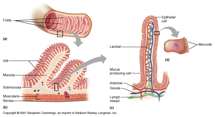 Nutrient absorption in the microvilli