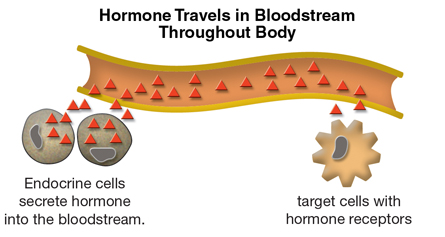 endocrine glands secrete their hormones