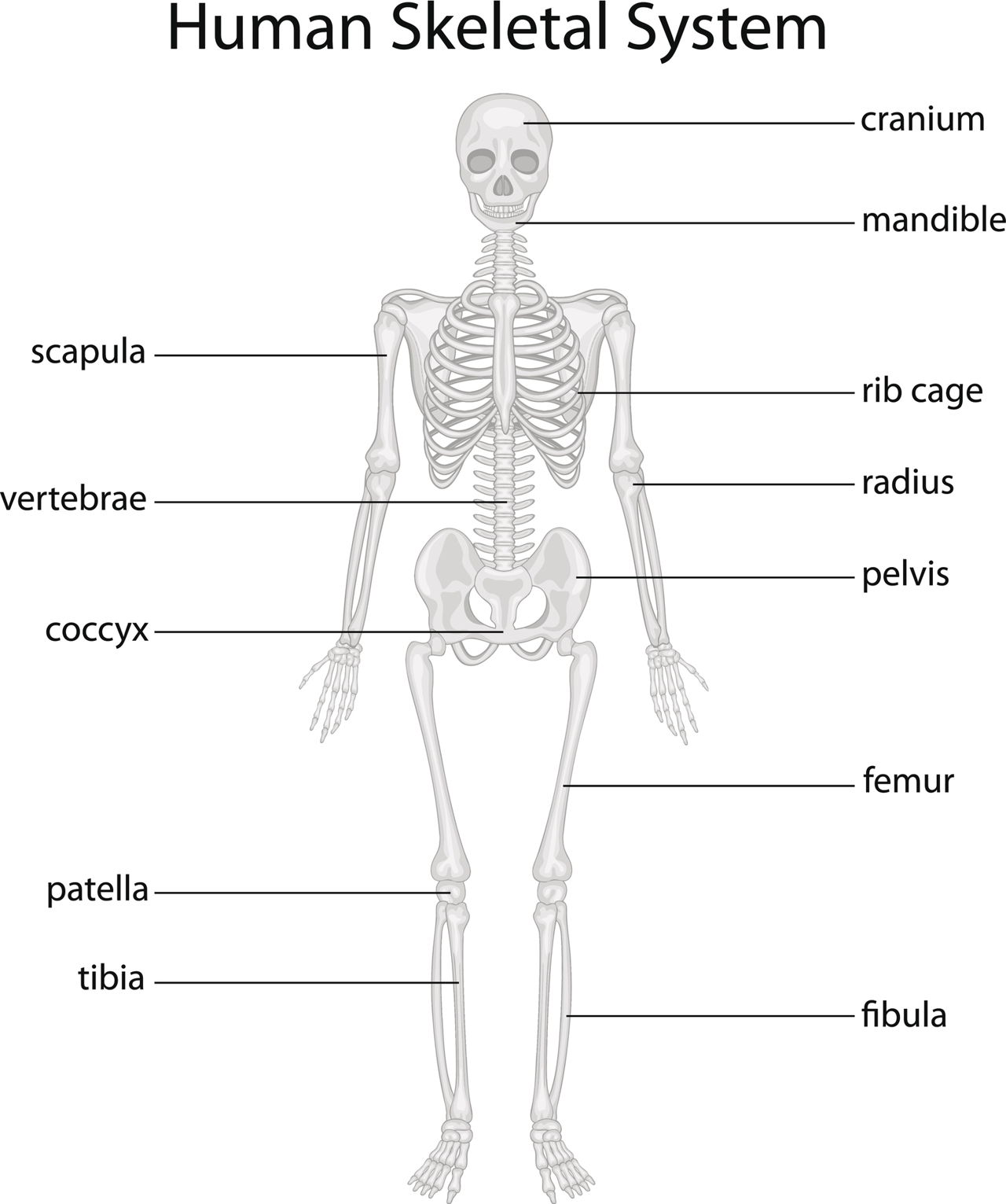 What Are The Different Body Systems In Human Body And What