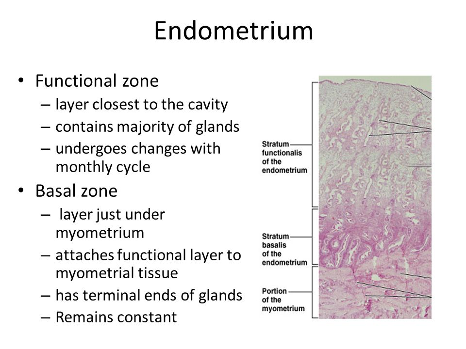 http://slideplayer.com/slide/6406554/22/images/41/Endometrium+Functional+zone+Basal+zone+layer+closest+to+the+cavity.jpg