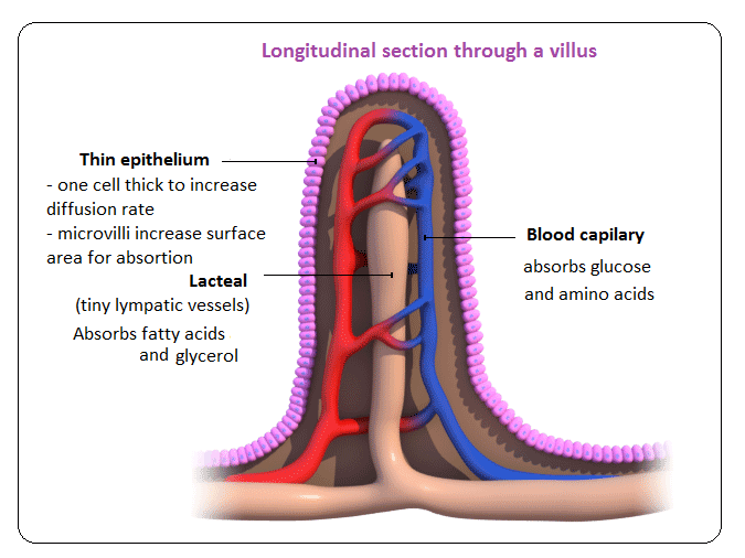 biology-igcse.weebly.com/absorption-ndash-function-of-the-small-intestine-and-significance-of-villi.html