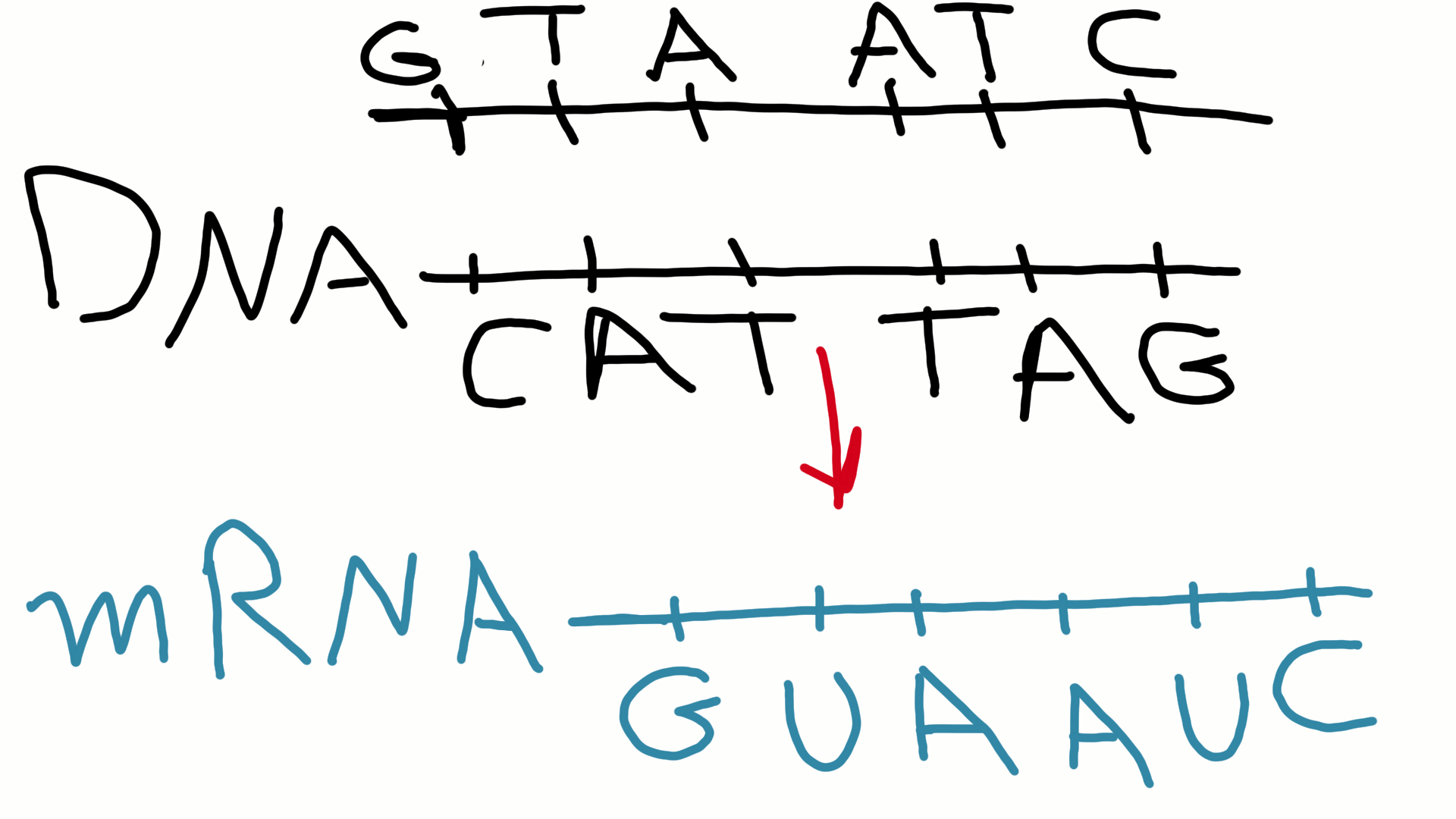 What strand of mRNA would be produced from the strand of DNA quot CAT TAG