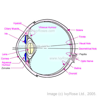 http://www.ivyroses.com/ogimages/HumanBody/HumanBodyEye_anatomy-eye.jpg