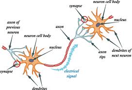 http://study.com/academy/lesson/synaptic-cleft-definition-function.html