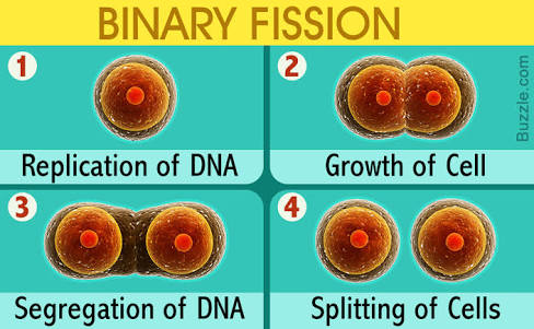 binary fission definition and example