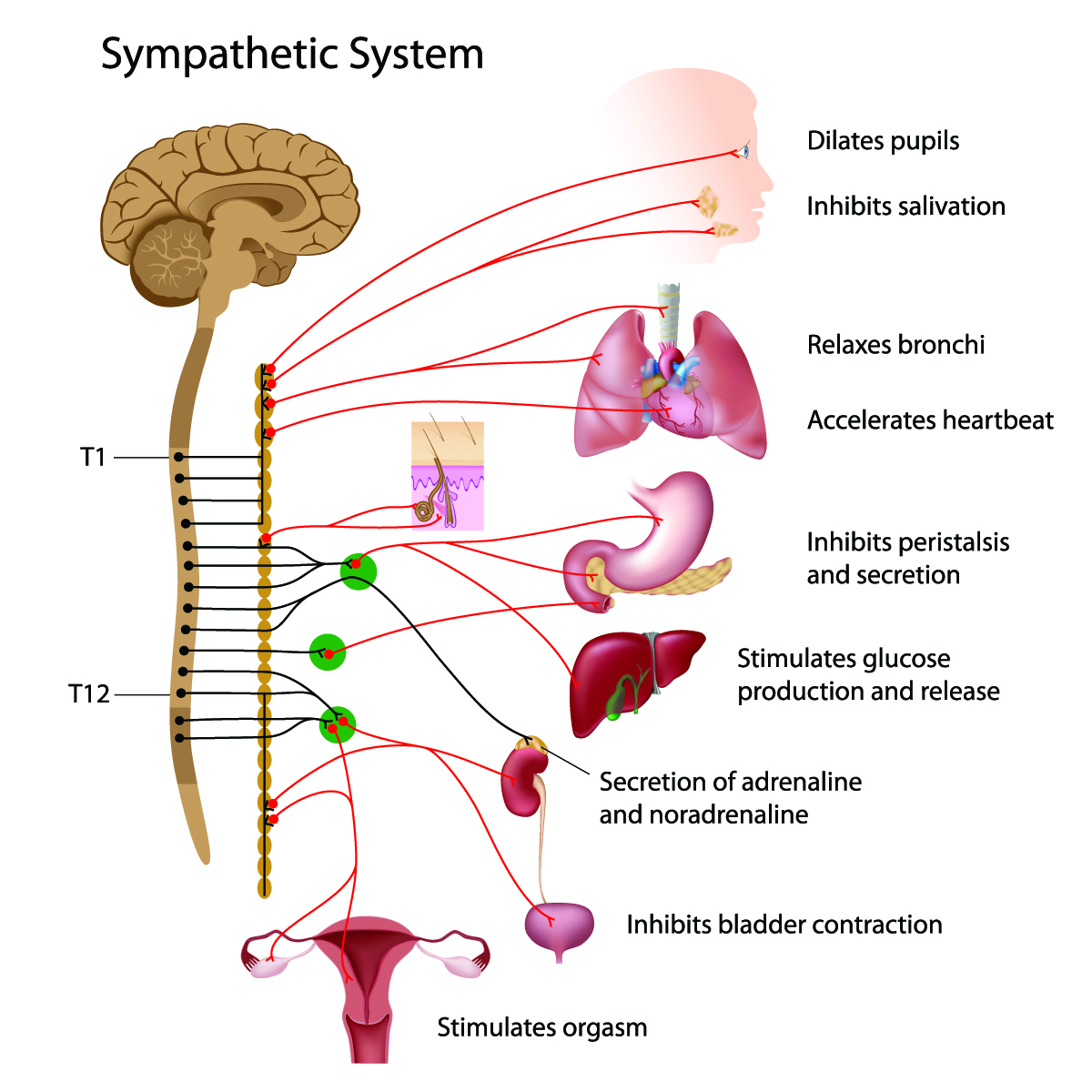 sympathetic nervous system fight or flight