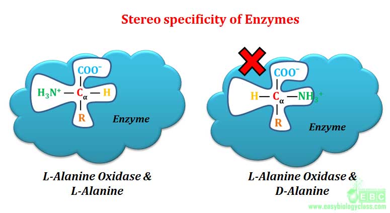 http://www.easybiologyclass.com/enzyme-substrate-specificity-types-classification/