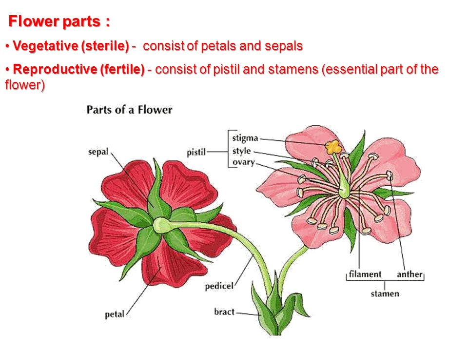 http://slideplayer.com/10658896/36/images/4/Vegetative+%28sterile%29+-+consist+of+petals+and+sepals.jpg