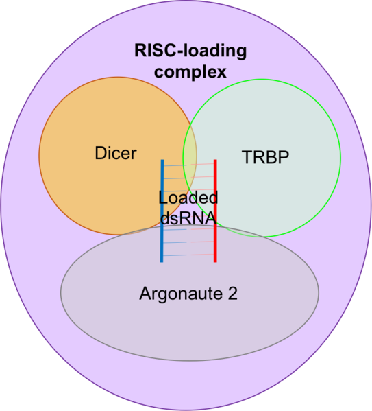 https://en.wikipedia.org/wiki/File:RISC-loading_complex.pn