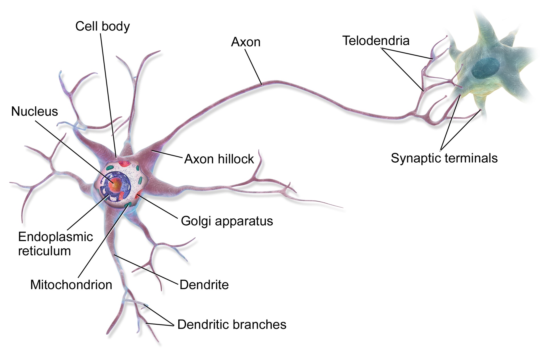 https://en.m.wikipedia.org/wiki/Neuron