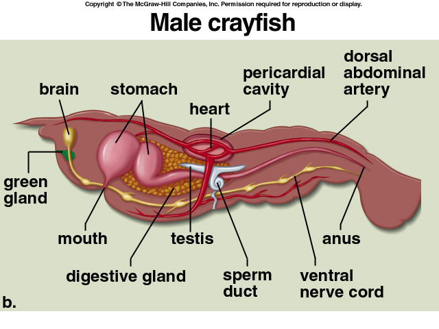 crayfish reproductive system diagram