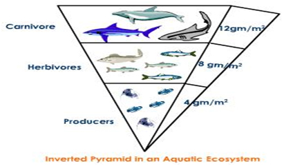 http://www.drishtiias.com/upsc-exam-gs-resources-Ecological-Pyramid