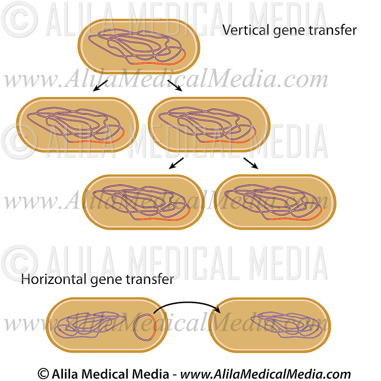 https://ssl.c.photoshelter.com/img-get2/I0000uTOpnR3TgtM/fit=1000x750/vertical-horizontal-gene-transfer.jpg