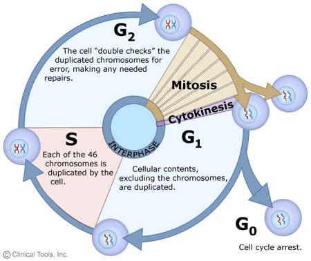 http://www2.le.ac.uk/departments/genetics/vgec/schoolscolleges/topics/cellcycle-mitosis-meiosis