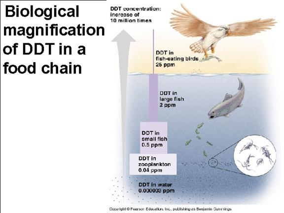As Ddt Moves Up The Trophic Levels In Food Chains Or Webs Does Its Concentration Increase Or Decrease Socratic