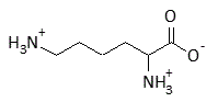 Predominant structure of lysine @ pH4 - Dr. K