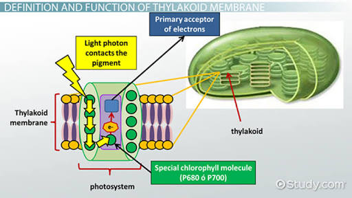 https://study.com/academy/lesson/thylakoid-membrane-in-photosynthesis-definition-function-structure.html