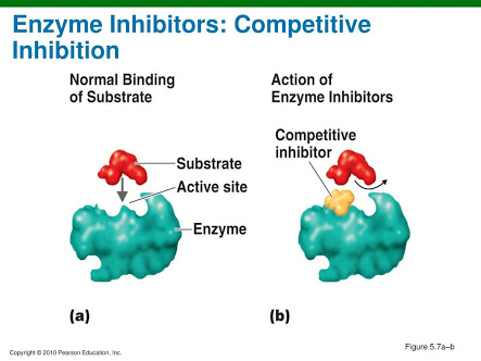 www.slideserve.com/edita/enzyme-inhibitors-competitive-inhibition