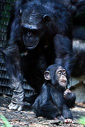 https://en.wikipedia.org/wiki/Chimpanzee
