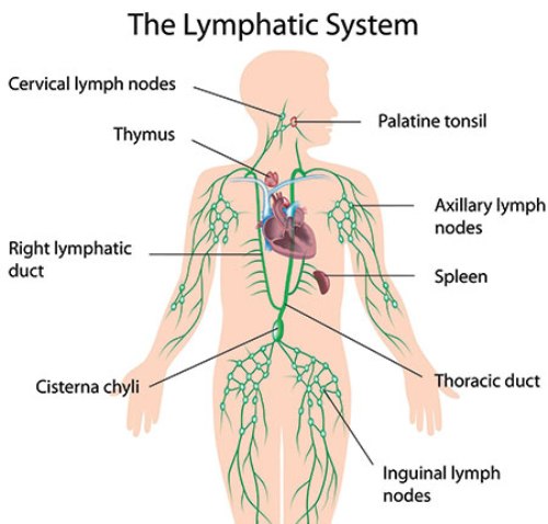 How does the skeletal system work with the lymphatic system What Are The Different Body Systems In Human Body And What Are Their Functions Socratic