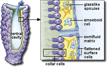 which cells move throughout sponges body wall to deliver food