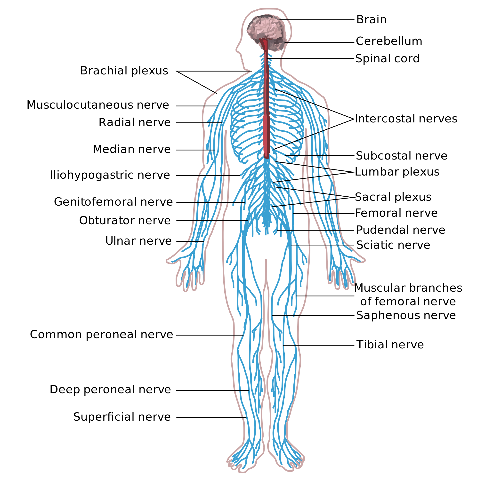 Blank Nervous System Diagram - Divisions of the Autonomic Nervous System | Anatomy and ... / They receive data and feedback from the sensory organs and from.