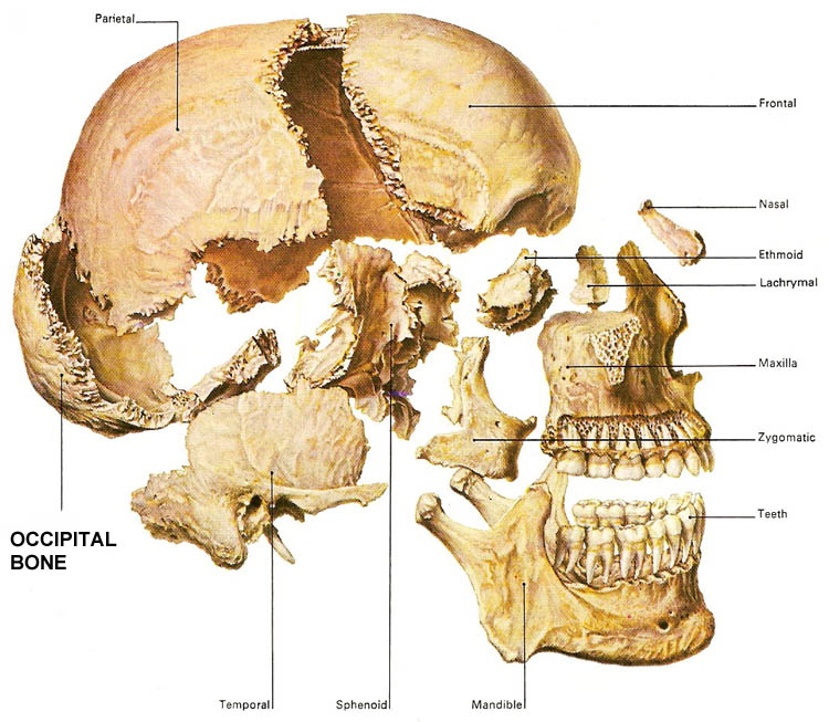 Where In The Human Body Would You Find The Occipital Bone Socratic 6235
