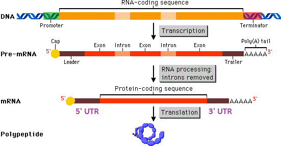 http://www.phschool.com/science/biology_place/biocoach/transcription/mrnaeuk.html (adapted)