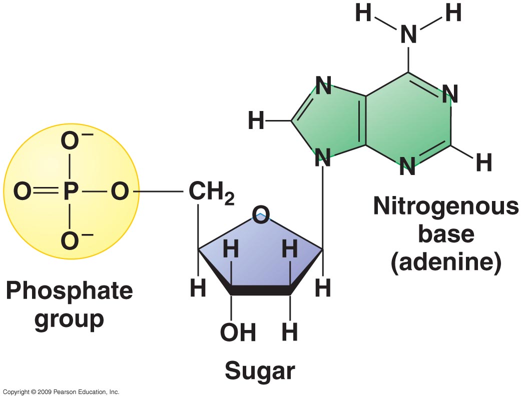 deoxyribonucleic acid and ribonucleic acid