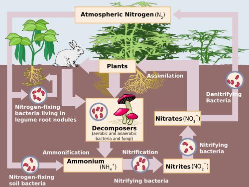 http://www.ducksters.com/science/ecosystems/nitrogen_cycle.phpenter image source here